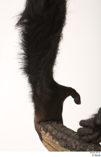 Chimpanzee Bonobo hand 0012.jpg